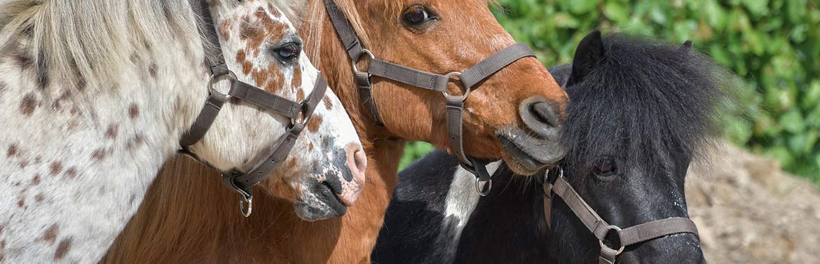 Location de poney dans les Hauts-de-France