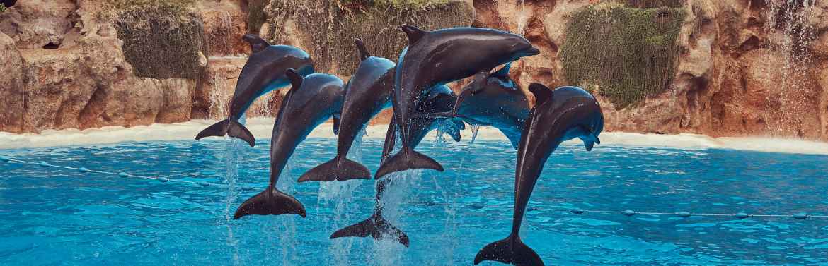 Spectacle animalier dans l'Yonne (89)